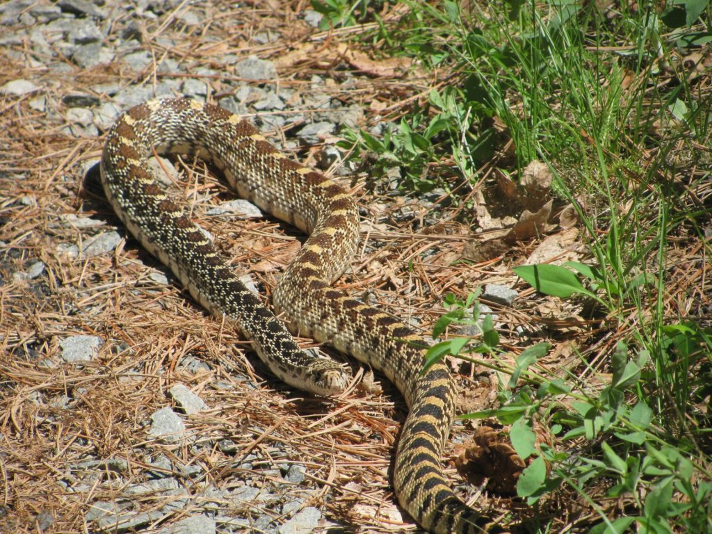 "Masking Venom" - Bullsnake imitating a Rattlesnake
Photograph by Tali Himmel