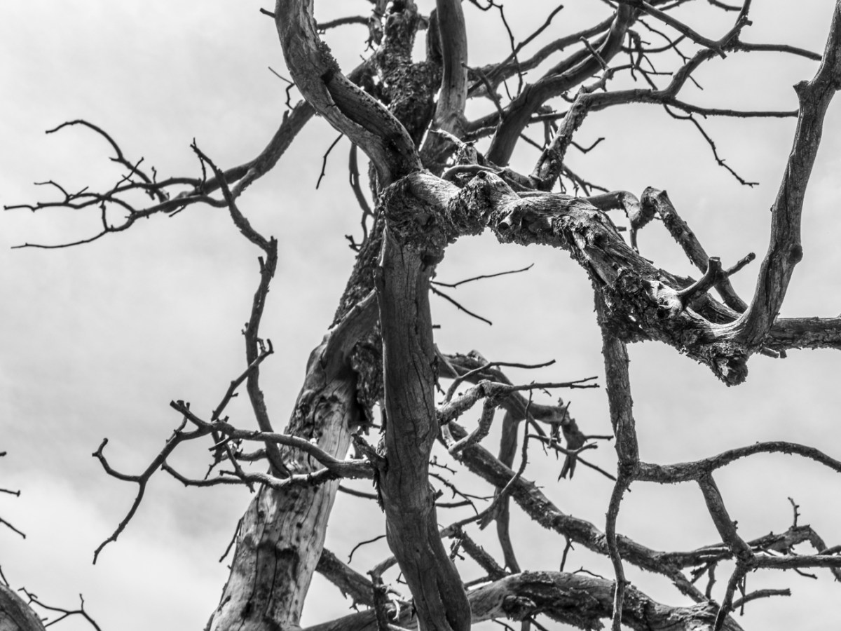 Attributed to the Snakes: An&nbsp;Eco-Memoir