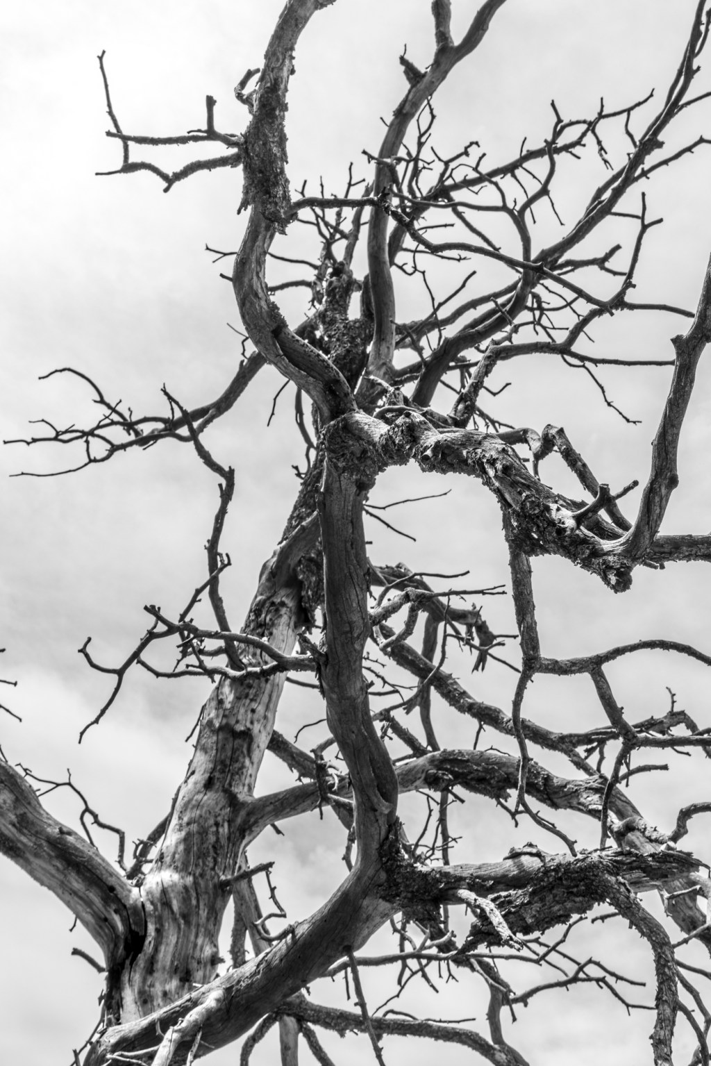 Jagged Daniel Combs - photographer