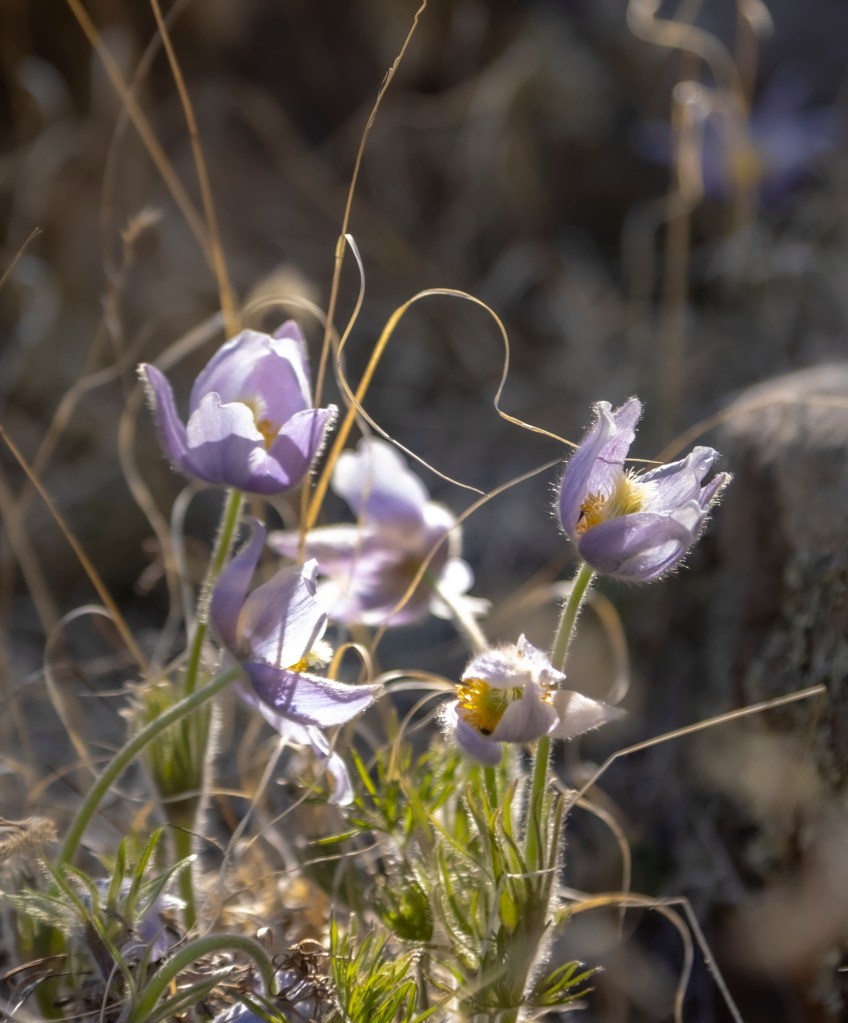 Textile Onion
Daniel Combs - photographer